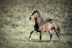 DSC_0007m.jpg