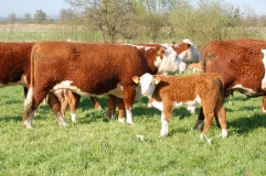 Bydo-rasy-Hereford.JPG