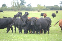Bydo-rasy-Welsh-Black.JPG