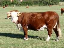 Krowa-rasy-Hereford.JPG